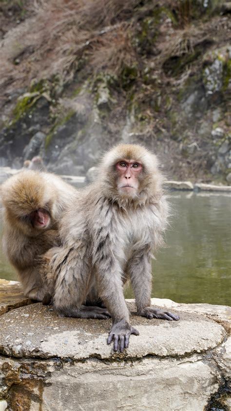 Guide to Japan Snow Monkeys | Couple in the Kitchen