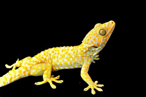 10 Terrific Tokay Gecko Morphs - ReptileWorldFacts