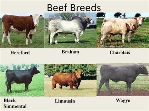 English Cow Breeds - All About Cow Photos