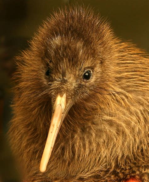 This little guy is sweet. KIWI | Kiwi bird, Pet birds, Animals