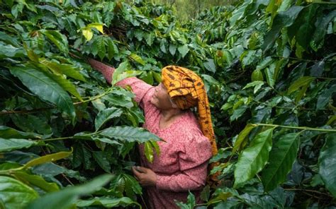 Sumatra Coffee: the captivating effects of the wet-hulled process ...