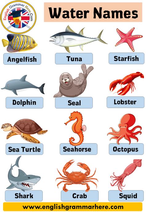 7 water animals name with pictures, Definition and Examples - English ...