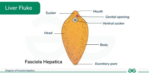 Diagram of Fasciola hepatica: Classification and Structure - GeeksforGeeks