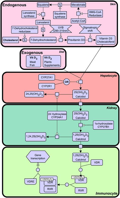 | the vitamin d synthesis pathway. Vitamin D3 can be acquired both ...