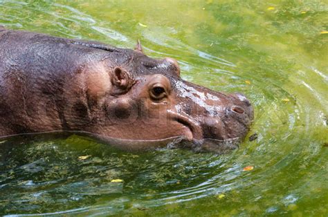 Wild hippopotamus swimming in the water, Dusit zoo | Stock Photo ...