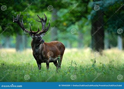 Red Deer Stag Outside Autumn Forest, Animal Lying in the Grass, Nature ...