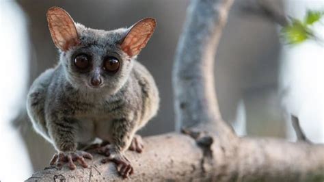 17 Cute Galago (Bush Babies) Facts - Fact Animal