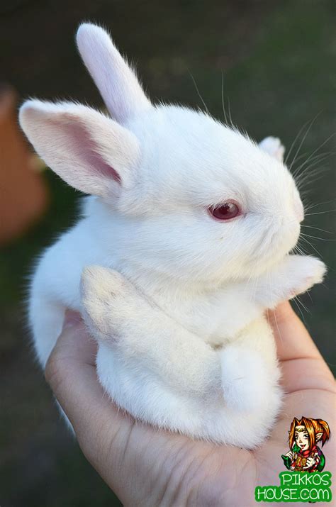 Pictures Of Cute Baby Bunnies