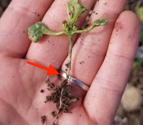 Look for seedling diseases and other emergence issues | Canola Council ...