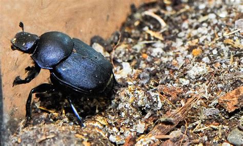 Dung Beetle - San Francisco Zoo & Gardens