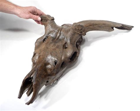 EXTREMELY RARE INTACT MEGALOCEROS GIANT DEER IRISH ELK FOSSIL SKULL ...