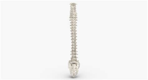 Human spine bones anatomy 3D model - TurboSquid 1607350