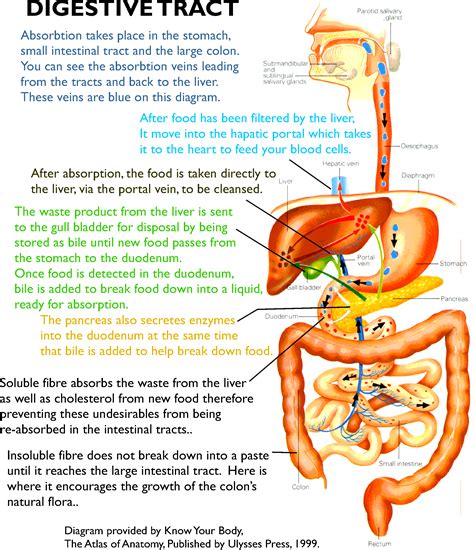 Human Digestive System