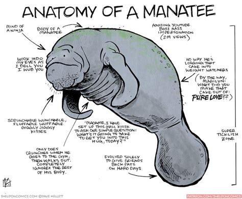 183 best images about MANATEE on Pinterest | Swim, Online gift and Cow