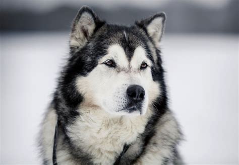 Alaskan Malamute | Description, Temperament, & Facts | Britannica