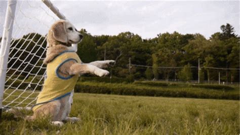 Dog Soccer GIF - Find & Share on GIPHY