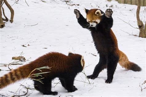 逗趣！美动物园小熊猫雪中嬉闹打滚(组图)[1]- 中国在线