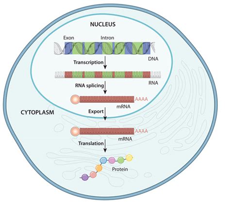 Gene Expression | Learn Science at Scitable