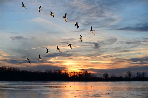 Canadian Geese Flying in V Formation | Willegoos Verlag