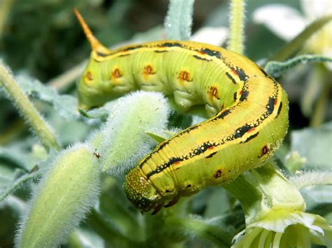 caterpillars sphinx moth