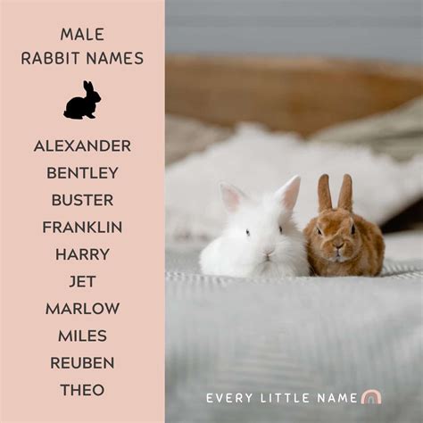 230+ Best Rabbit Names for Your Pet Bunny - Every Little Name