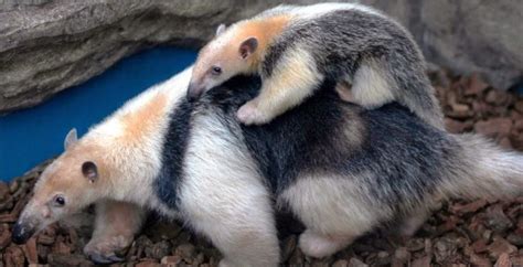 Tamandua Facts! | Wild Animals! Amino