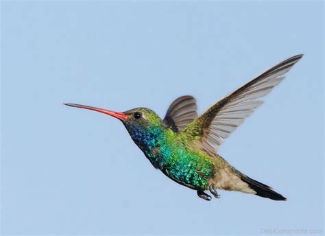 Flying Hummingbird - Desi Comments