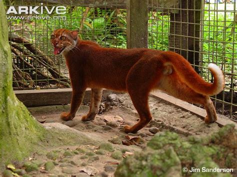 Borneo Bay Cat (Catopuma badia) Classification / Taxonomy