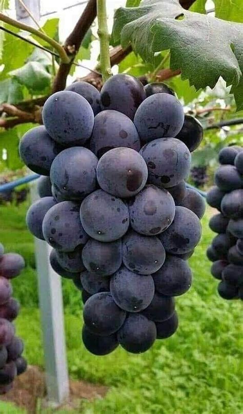 Black grapes grafted seedless live plant - Bonsai Plants Nursery