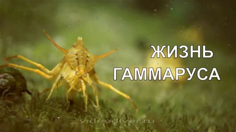 GAMMARUS LIFE ЖИЗНЬ ГАММАРУСА - YouTube