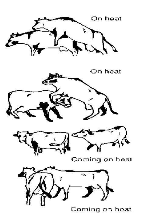 Signs of Ruminant Animals on Heat - Agric4profits.com