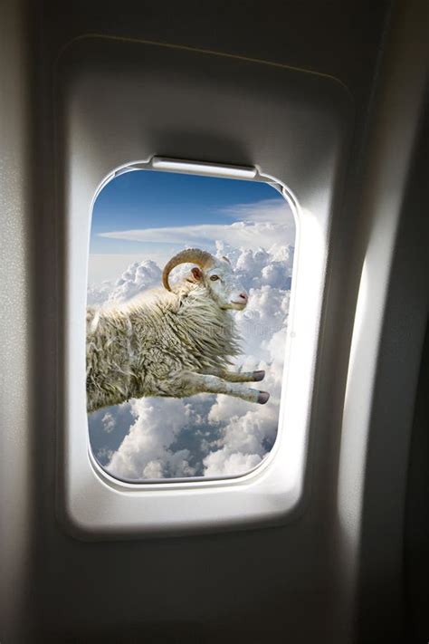 719 Flying Sheep Stock Photos - Free & Royalty-Free Stock Photos from ...