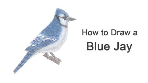 How to Draw a Blue Jay - Easy Drawing Tutorial For Kids - oggsync.com