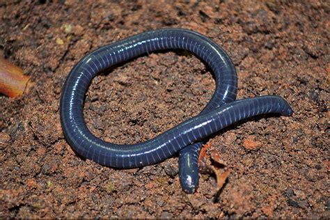 Caecilian | San Diego Zoo Animals & Plants