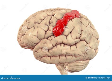 Human Brain with Highlighted Postcentral Gyrus Stock Illustration ...