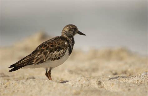 Ruddy Turnstone - Arenaria interpres - NatureWorks