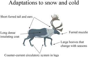 Adaptations - Physiological Adaptations to Cold Environments