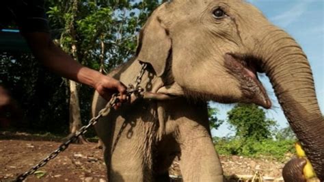 Elephant endangered from illegal logging dies - ITV News