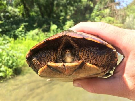 a close up of a person's hand holding a small animal in it's shell