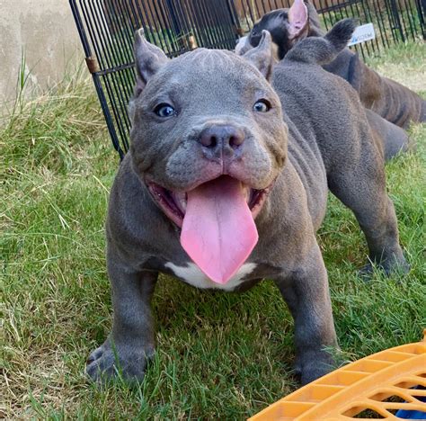 "American Bully" Puppies For Sale | San Antonio, TX #304795