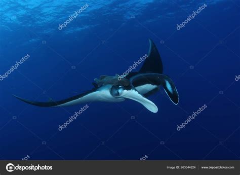 Manta Ray Diving Underwater Galapagos Islands Pacific Ocean Stock Photo ...