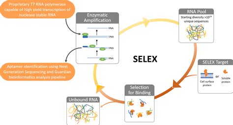 Revolutionizing Discovery of Aptamer Therapeutics | Guardian Therapeutics