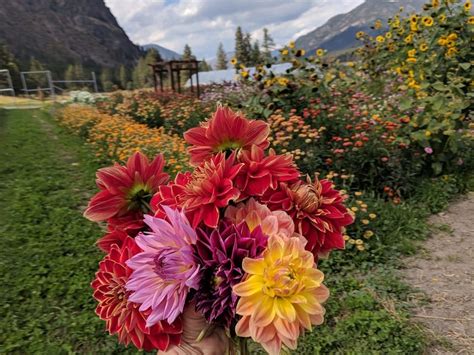 Meet our Local Montana Flower Farmers - Earth Within Flowers