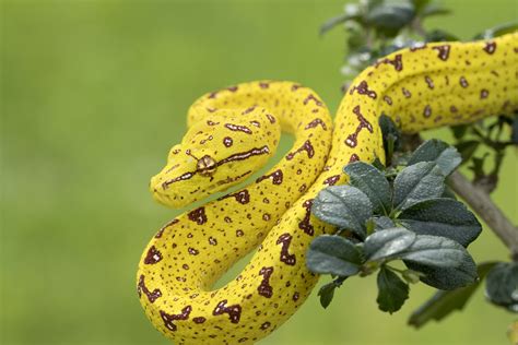 9 Gorgeous Snake Species Around the World