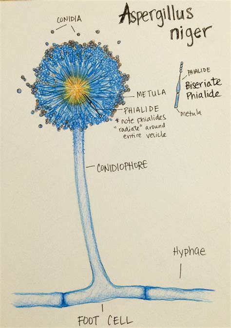 Illustration Of Aspergillus Niger With Labeled Structures Picture to ...