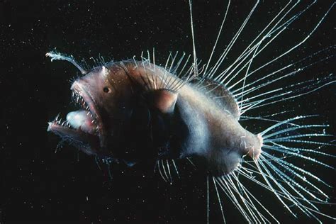 Fanfin anglerfish | Animals | Monterey Bay Aquarium