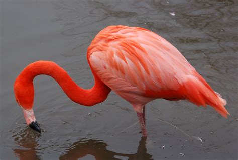 Flamingo | Bird Basic Facts & Beautiful Pictures | Beauty Of Bird