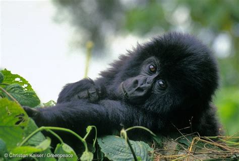 Congo Basin Forests - Greenpeace USA