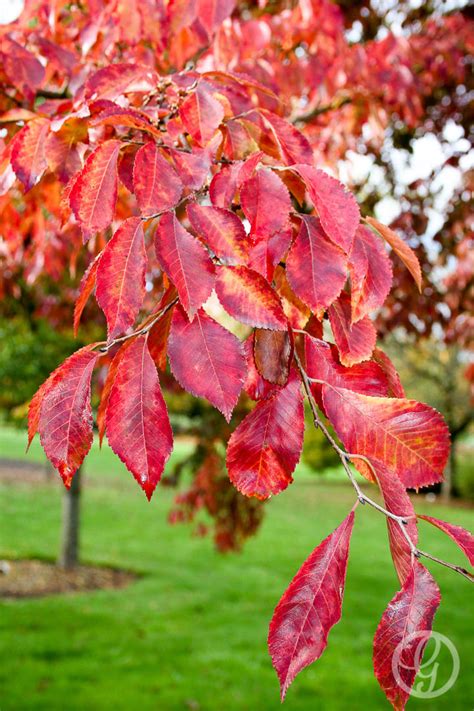 Frontier Elm Tree | Buy Online, Pickup at Nursery