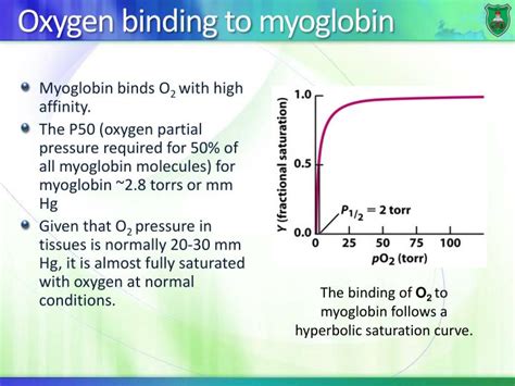 PPT - Globular proteins Myoglobin and hemoglobin PowerPoint ...